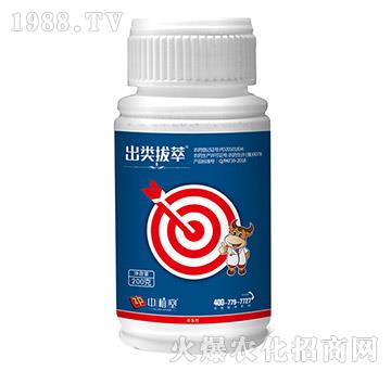 5%ʭ����-�����-��ֲ��