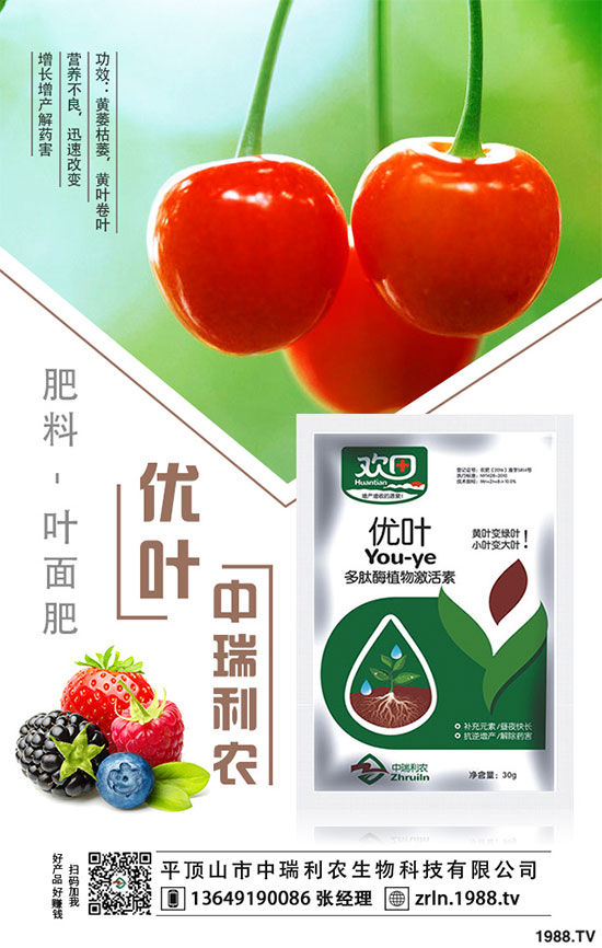 茶樹菇的栽培技術(shù),茶樹菇的種植注意事項(xiàng)!