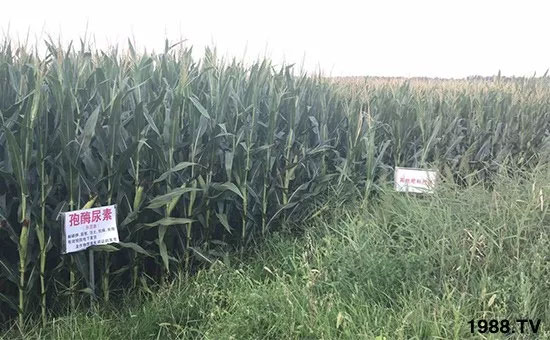 �ٿ���С�����a(ch��n)1471�����pø����ȫ�����������߮a(ch��n)������(d��ng)֮�o����