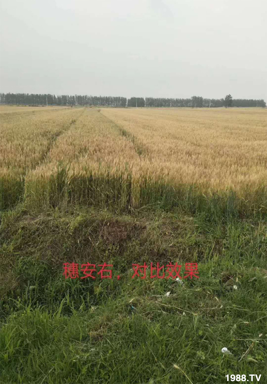 С����ù��Σ�����c(di��n)������С����ù����ʲôˎ��