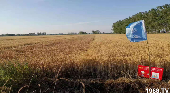 С����ù��Σ�����c(di��n)������С����ù����ʲôˎ��