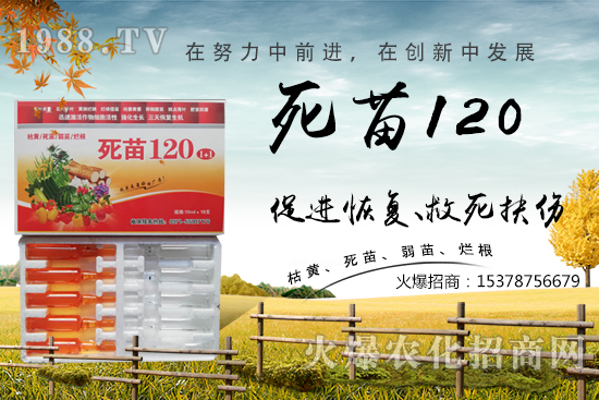  �߲˷Nֲ���L���������������砀�����W���@Щ�������߲����砀����������