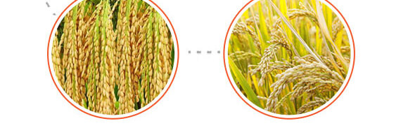 飛防專用-稻喜-英爾果_06