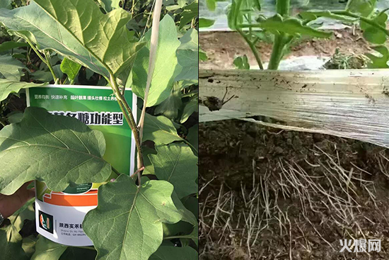 蔬菜水果生根肥料