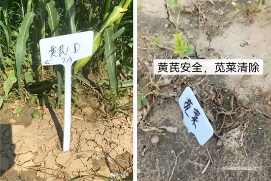 芪兵2號隆重上市！多年打造，可除莧菜的黃芪除草劑，除草更廣，更全面！