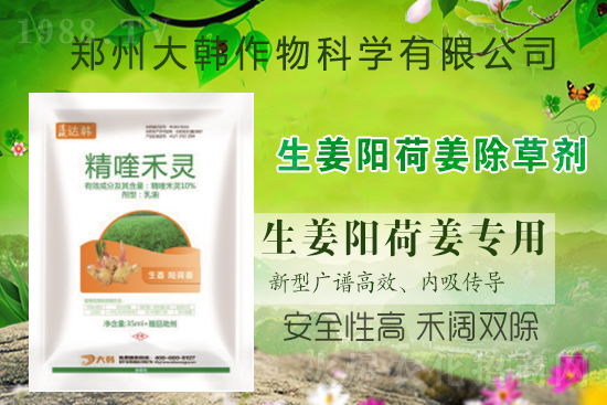 大姜陽荷姜怎么除草，姜地打什么除草劑，大姜陽荷姜除草方法及注意事項(xiàng)