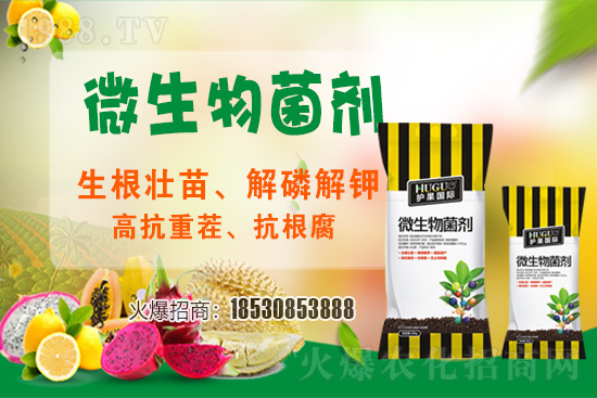 草莓爛根現(xiàn)象頻繁發(fā)生,主要源于什么病害?