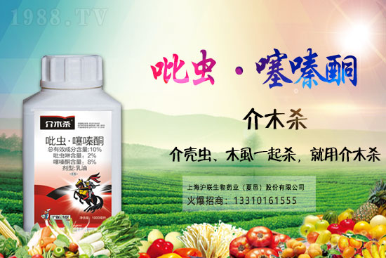 小麥蚜蟲(chóng)