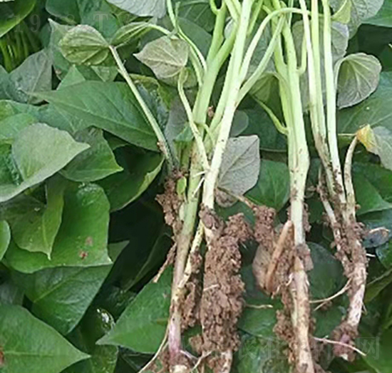 �ع������3