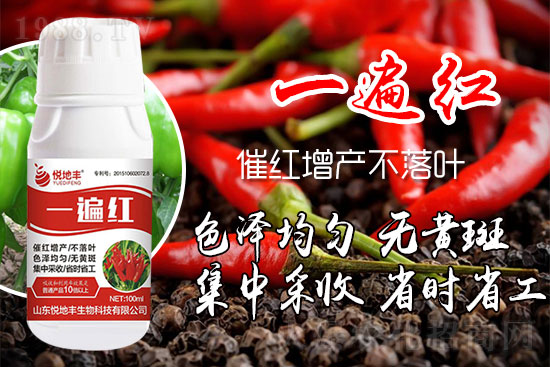 辣椒催紅措施怎么做?辣椒如何提前上市?辣椒催紅藥什么時候打好?