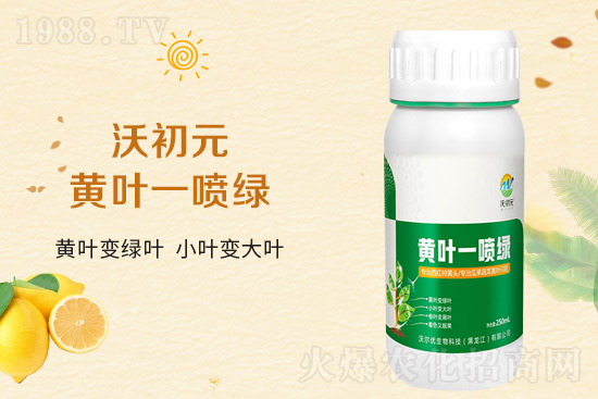 大蒜葉片為什么發(fā)黃？