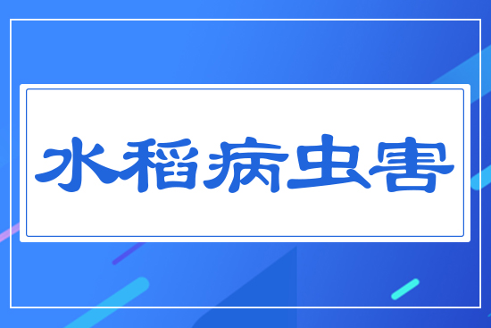 水稻重大病蟲(chóng)害