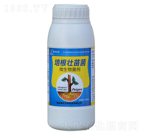 ��������-��������