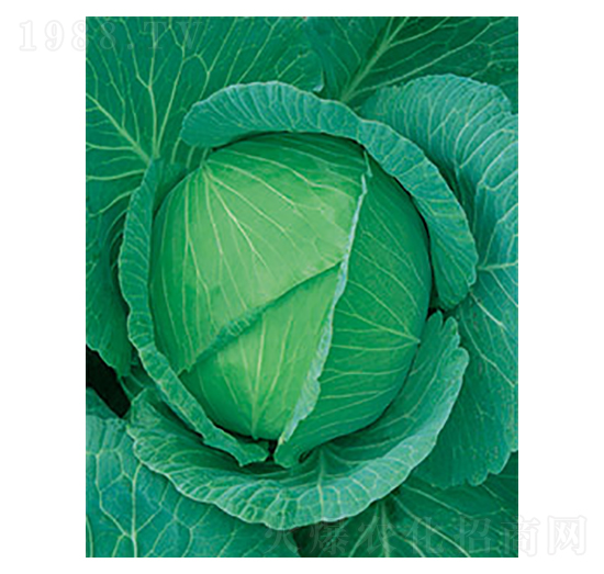 ���Sһ̖���{-̫���N�I(y��)