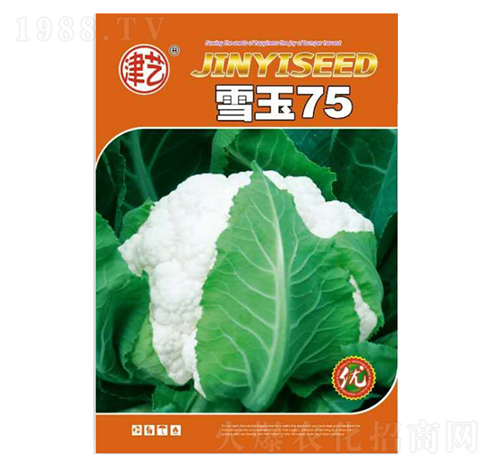 ���˷N��-ѩ��75-���S�r(n��ng)�I(y��)