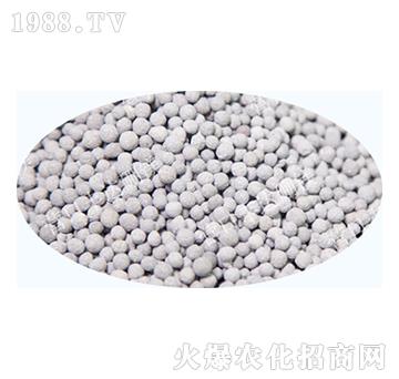 �V���w��-�S�_��