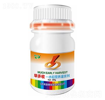 水稻營(yíng)養(yǎng)灌漿劑-早多收-奧雷德斯